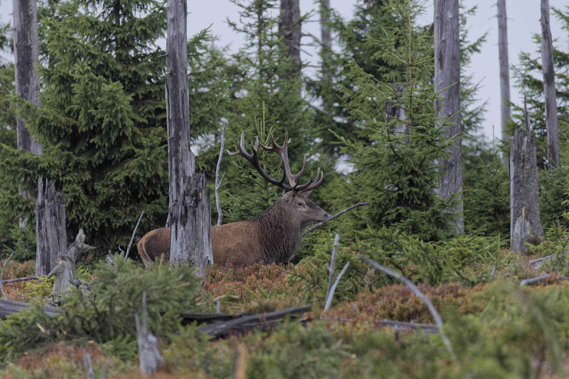 Kapitaler Hirsch mit Hirschkühen