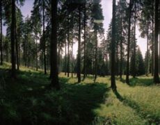 Altenau, Niedersachsen, 05.07.2005: Waldlandschaft im Nationalpark Harz - 360 Grad Panoramafotografie. Hochwald mit Fingerhut unter den Baeumen.
Harz, Wald, waldreich, bewaldet, Waldlandschaft, Fichte, Fichtenwaelder, Waelder, Fingerhut, Berg, Berge, Landschaft, Nationalpark, geschuetzt, Oberharz, Sommer, Forst, Niedersachsen, Panoramafoto, Panoramafotografie, echte, 360 Grad, Roundshot, Seitz, Reportage, ungewoehnlich
© www.photoguerilla.com/hoerseljau
Harz-37 - 06-10