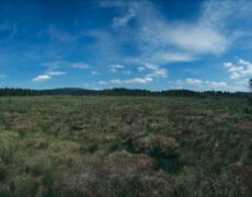 Rotes Bruch, Niedersachsen, 05.07.2005: Das rote Bruch liegt mitten im Nationalpark Harz - 360 Grad Panoramafotografie.
Moor, Moorlandschaft, Hochmoor, Harz, Wald, waldreich, Waldlandschaft, Fichte, Moorfichte, Landschaft, Nationalpark, Grosse Bode, geschuetzt, Oberharz, Sommer, Niedersachsen, Panoramafoto, Panoramafotografie, echte, 360 Grad, Roundshot, Seitz, ungewoehnlich
© www.photoguerilla.com/hoerseljau
050705hh41n01-05