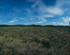Rotes Bruch, Niedersachsen, 05.07.2005: Das rote Bruch liegt mitten im Nationalpark Harz - 360 Grad Panoramafotografie.
Moor, Moorlandschaft, Hochmoor, Harz, Wald, waldreich, Waldlandschaft, Fichte, Moorfichte, Landschaft, Nationalpark, Grosse Bode, geschuetzt, Oberharz, Sommer, Niedersachsen, Panoramafoto, Panoramafotografie, echte, 360 Grad, Roundshot, Seitz, ungewoehnlich
© www.photoguerilla.com/hoerseljau
050705hh41n01-05