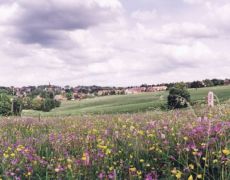 Clausthal-Zellerfeld, DEU, Niedersachsen, 06.06.1998: Bergwiese in Clausthal-Zellerfeld. Im Juni bluehen dort Waldstorchschnabel, Hahnenfuss, Schlangenknoeterich ...
Clausthal-Zellerfeld, Harz, Wiese, bluehend, Blume, Wildblume, Bergwiese, Landschaft, Panoramafoto, Panoramafotografie, Noblex
© www.photoguerilla.com/hoerseljau
F-CLZ-191-23/100