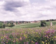 Clausthal-Zellerfeld, DEU, Niedersachsen, 06.06.1998: Bergwiese in Clausthal-Zellerfeld. Im Juni bluehen dort Waldstorchschnabel, Hahnenfuss, Schlangenknoeterich ...
Clausthal-Zellerfeld, Harz, Wiese, bluehend, Blume, Wildblume, Bergwiese, Landschaft, Panoramafoto, Panoramafotografie, Noblex
© www.photoguerilla.com/hoerseljau
F-CLZ-191-23/100